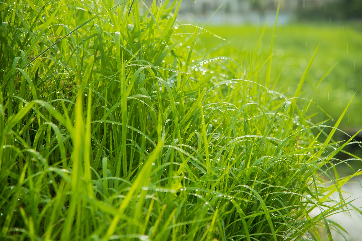 夏雨・雑草の水滴
